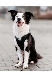 CHABA Szelki Guard Comfort Classic M czarne