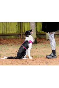 CHABA Szelki Guard Comfort Classic S fuksja