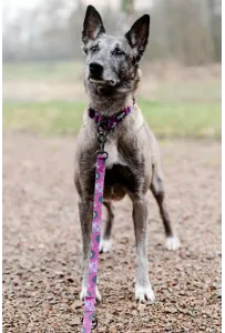 CHABA Smycz regulowana Story III L 25mm/260cm Lakota