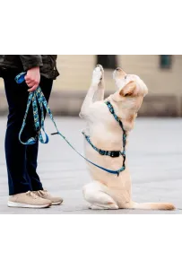 CHABA Smycz regulowana Story III S 16mm/260cm Carnival