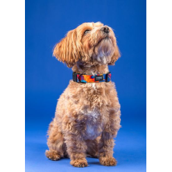 CHABA Obroża regulowana Story III XL Aussie