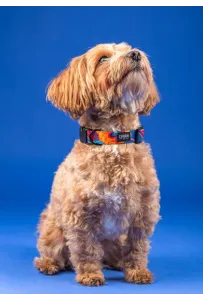 CHABA Obroża regulowana Story III XL Aussie