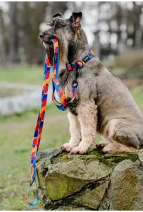 CHABA Obroża regulowana Story III XL Aussie