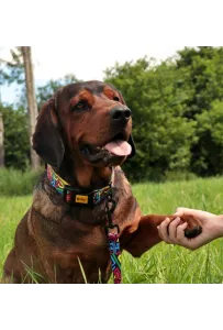 Dingo Obroża regulowana City - Graffiti 2,0cm/45cm