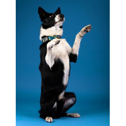 CHABA Obroża regulowana Story III L Carnival