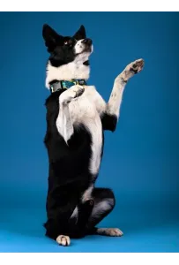 CHABA Obroża regulowana Story III L Carnival