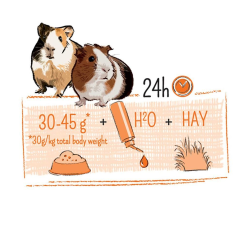 WITTE MOLEN PUUR 700g Guinea Pig – Zbilansowany Pokarm z Witaminą C dla Świnek Morskich