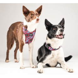 CHABA Obroża regulowana Story III S Lakota