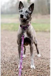 CHABA Smycz regulowana Story III M 20mm/260cm Lakota