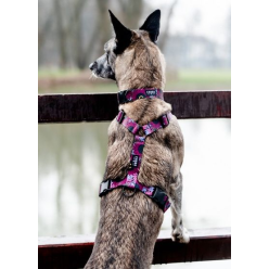 CHABA Szelki Guard Story III L 2,5cm Lakota