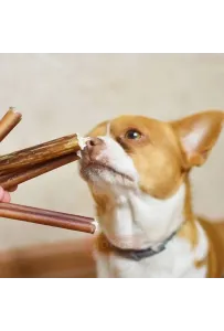 4DOGS Gryzak z penisa wołowego L