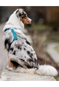 CHABA Szelki Guard Comfort Classic L morskie