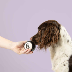 Coockoo Snackball Eight – Gumowa Piłka na Przysmaki dla Psa 8 cm