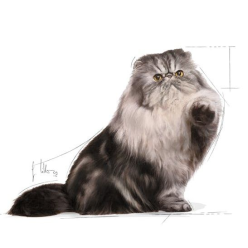 Royal Canin Persian Adult karma mokra w pasztecie dla kotów dorosłych rasy perskiej saszetka 85g