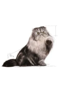 Royal Canin Persian Adult karma mokra w pasztecie dla kotów dorosłych rasy perskiej saszetka 85g