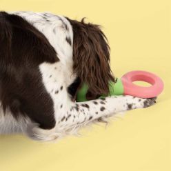 Coockoo Doodle Zielono-Różowa – Wytrzymała Gumowa Zabawka dla Psa 23 cm