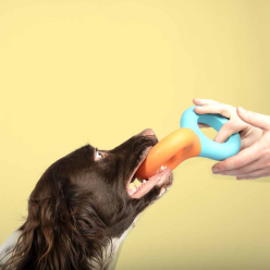 Coockoo Zabawka Gumowa Doodle Niebiesko/Pomarańczowa dla Psa 23x10,5x3 cm