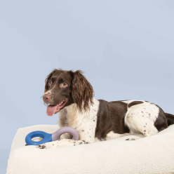 Coockoo Zabawka Gumowa Doodle Fioletowo/Niebieska dla Psa 23x10,5x3 cm