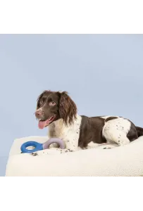 Coockoo Zabawka Gumowa Doodle Fioletowo/Niebieska dla Psa 23x10,5x3 cm