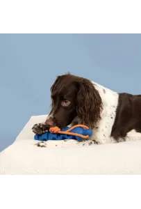 Coockoo Zabawka Gumowa Groovy Grip Niebieska dla Psa 40x5,7x7,5 cm