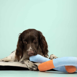 Coockoo Zabawka Dla Psa Pluszowy Węzeł Snuggle Snake – Zabawka Do Gryzienia i Przeciągania