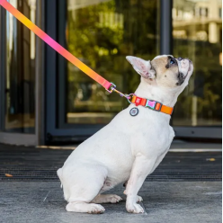 Collar Waudog Recycled Obroża Nylonowa Z Qr-Paszportem, Gradient L 25Mm/33-49Cm Pomarańczowy