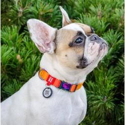Collar Waudog Recycled Obroża Nylonowa Z Qr-Paszportem, Gradient M 20Mm X 28-40Cm Pomarańczowy