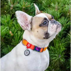 Collar Waudog Recycled Obroża Nylonowa Z Qr-Paszportem, Gradient M 20Mm X 28-40Cm Pomarańczowy