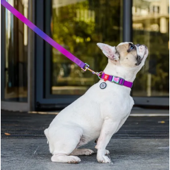 Collar Waudog Recycled Smycz Nylonowa, Gradient M 20Mm/122Cm Fioletowy