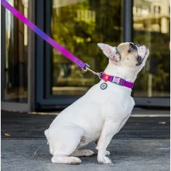 Collar Waudog Recycled Smycz Nylonowa, Gradient M 20Mm/122Cm Fioletowy