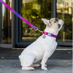 Collar Waudog Recycled Obroża Nylonowa Z Qr-Paszportem, Gradient S 15Mm/25-35Cm Fioletowy