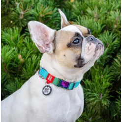 Collar Waudog Recycled Obroża Nylonowa Z Qr-Paszportem, Gradient S 15Mm X 25-35Cm Niebieski