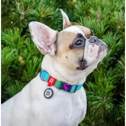 Collar Waudog Recycled Obroża Nylonowa Z Qr-Paszportem, Gradient S 15Mm X 25-35Cm Niebieski
