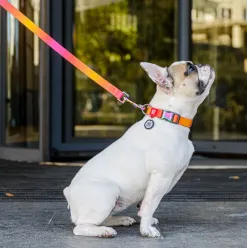 Collar Waudog Recycled Obroża Nylonowa Z Qr-Paszportem, Gradient S 15Mm X 25-35Cm Pomarańczowy