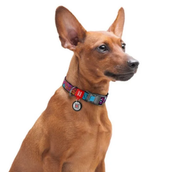 Collar Waudog Nylon Obroża Nylonowa Z Qr-Paszportem, Plastikowy Fastex, Wzór Lato, 25Mm/33-49Cm