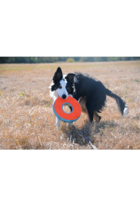 Chuckit! Zipflight – dysk dla psa, szybujący i unoszący się na wodzie, średnica 21 cm