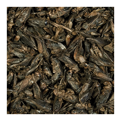 Tropical Crickets 100 ml – suszone świerszcze dla gadów i ryb, 65% białka