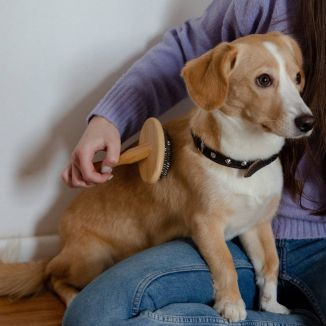 Dingo Bambusowa Szczotka Owalna dla Psa i Kota M 17,5cm