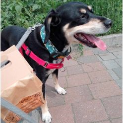 Dingo Papierowe Torebki Na Odchody 10Szt