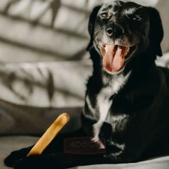 4Dogs Gryzak Z Sera Himalajskiego Churpi Original Xxl
