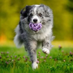Ażurowa Piłka na Smakołyki Spiderweb dla Psa 7cm