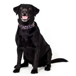 Dingo Obroża Regulowana America Alabama 4,0Cm/75Cm