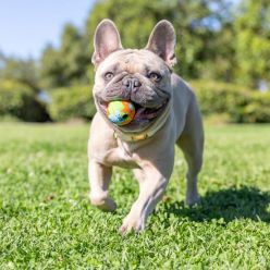 Ecofetch Ball Small 2Pak 5cm Ekologiczne Piłki dla Psa | KonikPolny