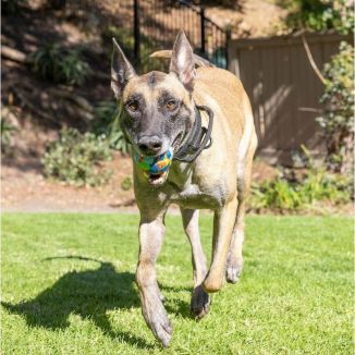 Ecofetch Ball Large 7.5 cm Ekologiczna Piłka dla Dużego Psa | KonikPolny