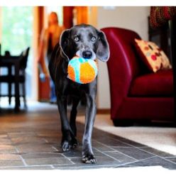 Chuckit! Indoor Ball Piłka do Domu 12cm Miękka Cicha | KonikPolny
